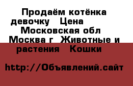 Продаём котёнка девочку › Цена ­ 5 000 - Московская обл., Москва г. Животные и растения » Кошки   
